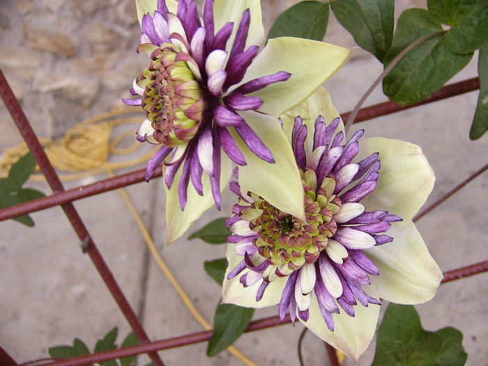 P1220586 - Anul 2014 III