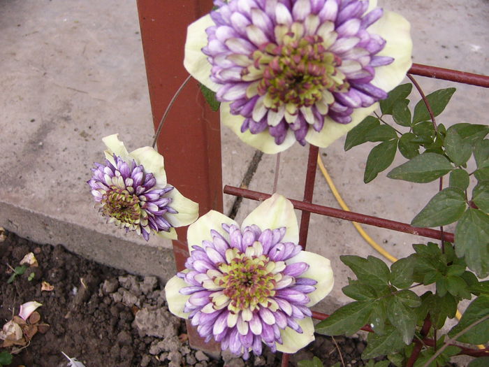 P1220588 - Anul 2014 III