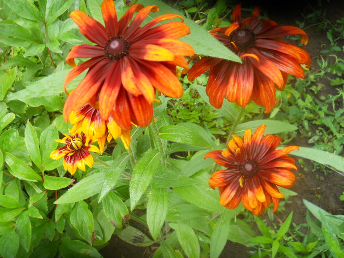 rudbeckia fulgida maronie