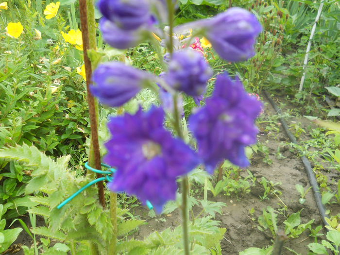 Delphinium