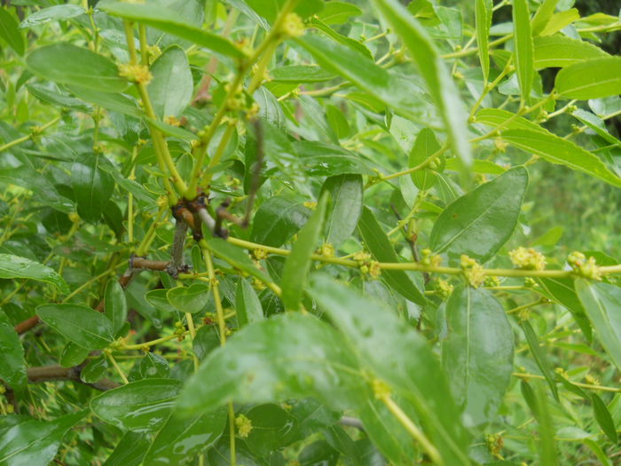 flori jujube - Arbori fructiferi  2014