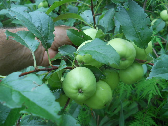 Mere dulci,nealtoit - Arbori fructiferi  2014