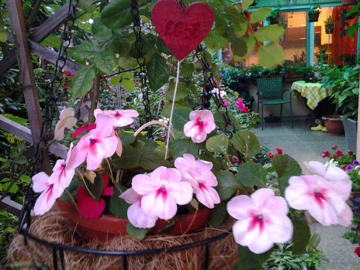 20140619_204537 - iunie 2014