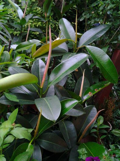 facliile mele - iunie 2014