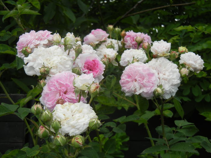 Pink-White Double Rose (2014, May 29) - Rose Double Pink White