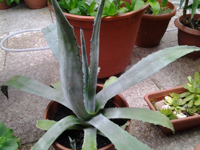 agava americana