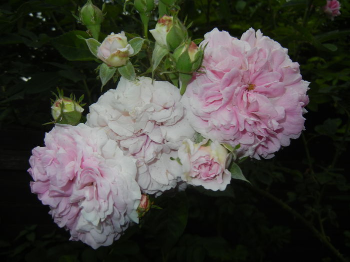 Pink-White Double Rose (2014, May 29) - Rose Double Pink White