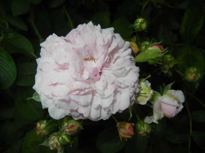 Pink-White Double Rose (2014, May 29) - Rose Double Pink White