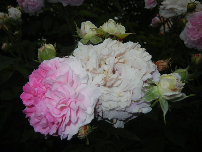 Pink-White Double Rose (2014, May 29) - Rose Double Pink White