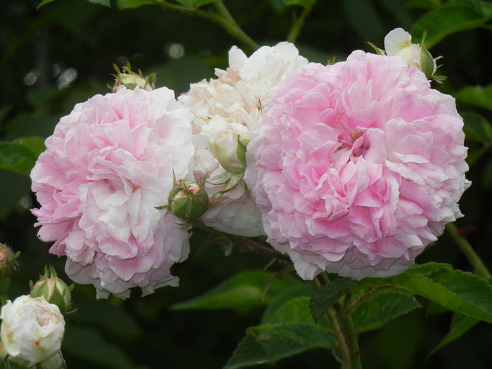 Pink-White Double Rose (2014, May 29) - Rose Double Pink White