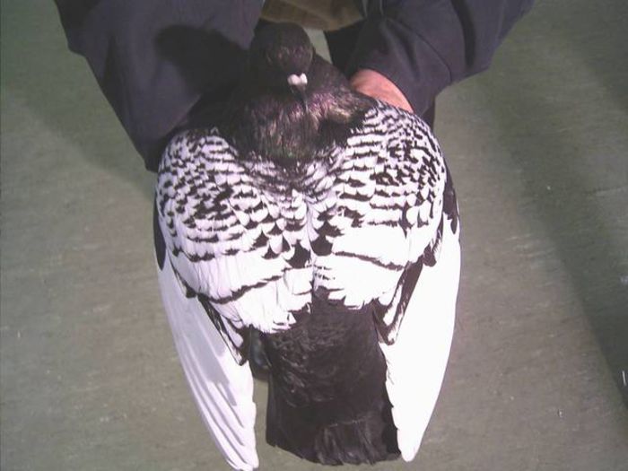 Simetrie (perfectiune) - Pt Iubitorii Rasei 2