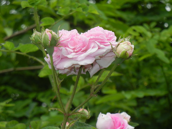 Pink-White Double Rose (2014, May 29) - Rose Double Pink White