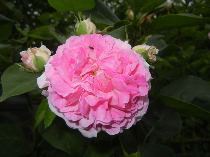 Pink-White Double Rose (2014, May 29) - Rose Double Pink White