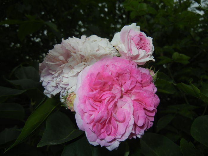 Pink-White Double Rose (2014, May 29) - Rose Double Pink White