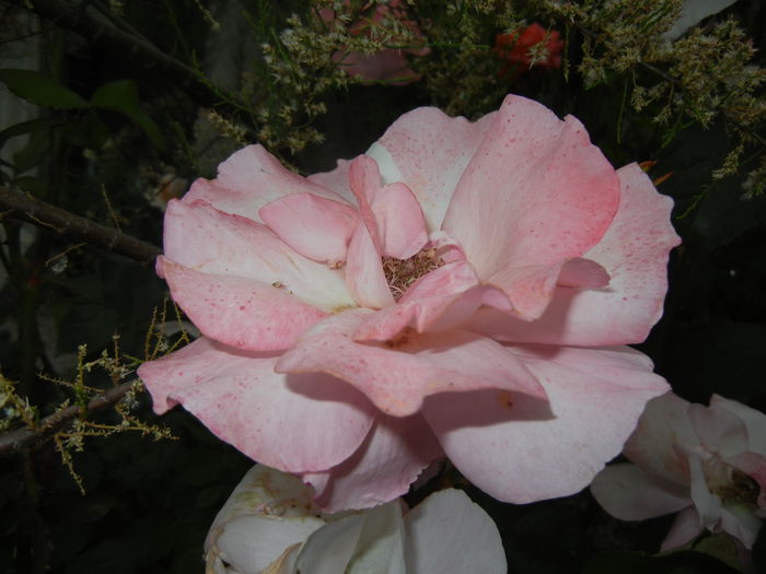 Rose Royal Highness (2014, May 29) - Rose Royal Highness