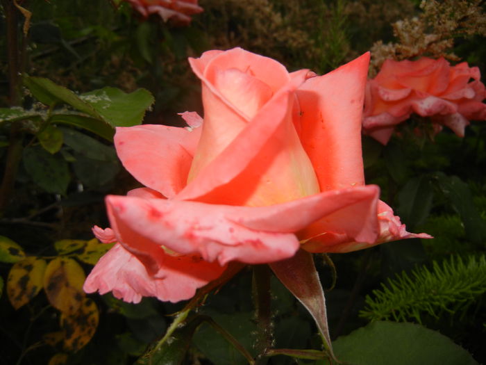 Rose Artistry (2014, May 29)