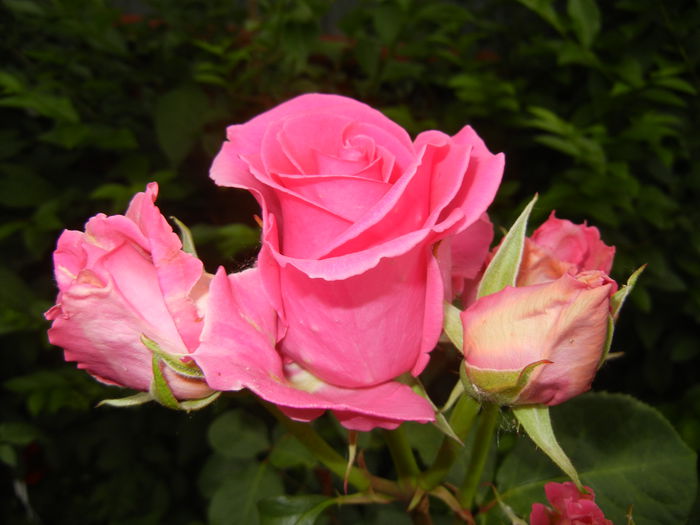 Rose Pink Peace (2014, May 29)