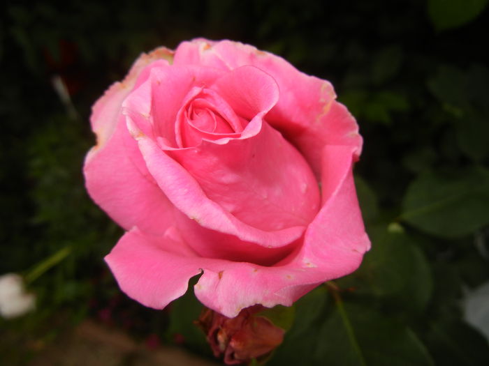 Rose Pink Peace (2014, May 29)