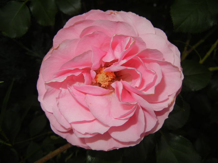 Rose Louise Odier (2014, May 29)