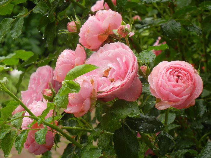 Rose Louise Odier (2014, May 30)