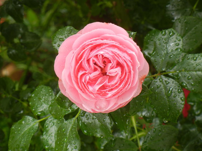 Rose Louise Odier (2014, May 30)