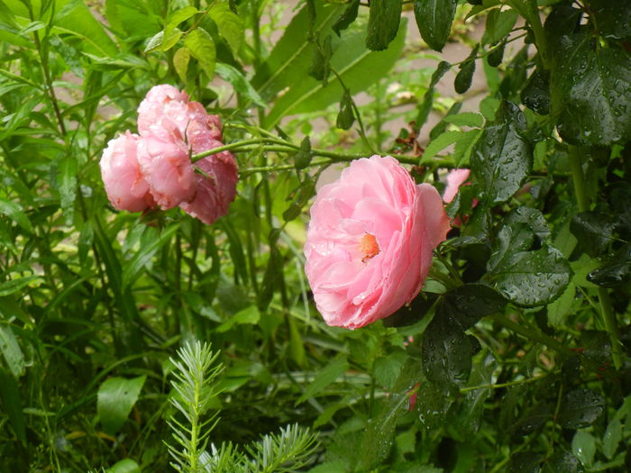 Rose Louise Odier (2014, May 30)