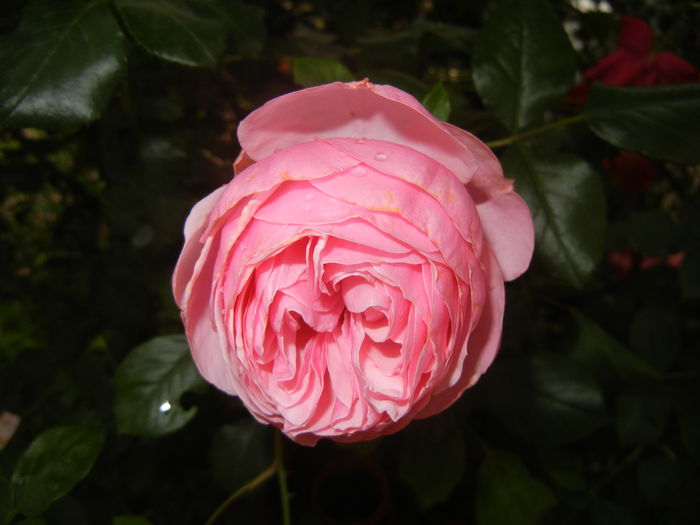 Rose Louise Odier (2014, June 04) - Rose Louise Odier