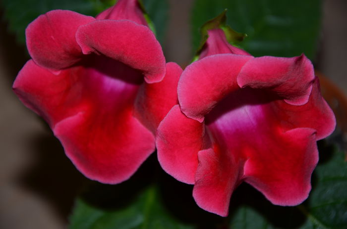 Slipper Rosu - Gloxinii 2014