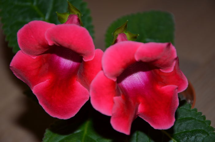 Slipper Rosu - Gloxinii 2014