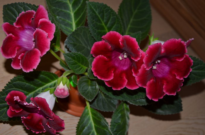 Etoil de Feu - Gloxinii 2014