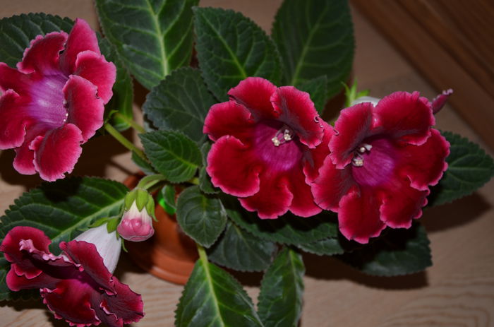 Etoil de Feu - Gloxinii 2014