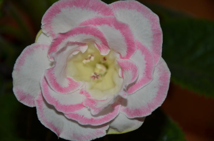 Venok Fey - Gloxinii 2014