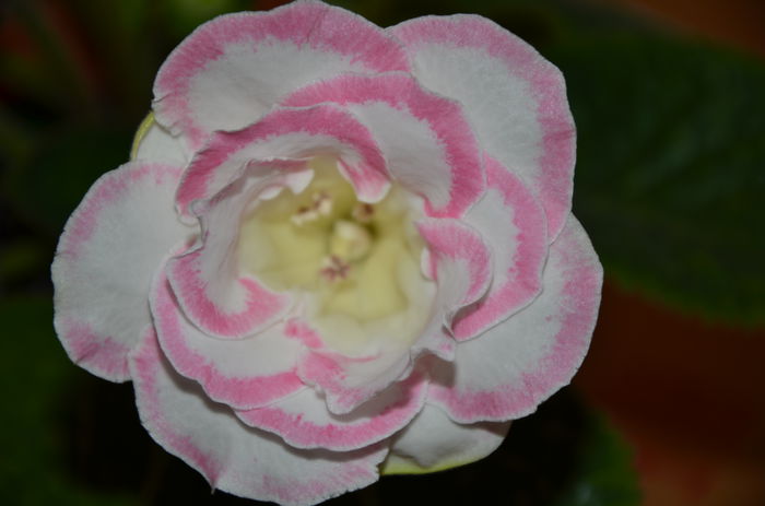 Venok Fey - Gloxinii 2014