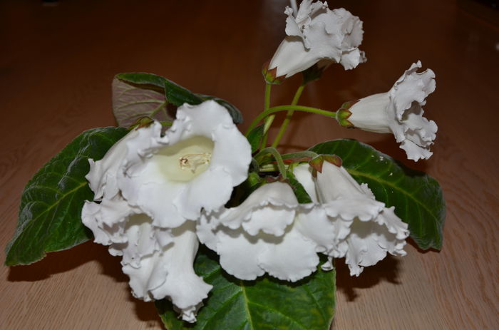 Mont Blank - Gloxinii 2014