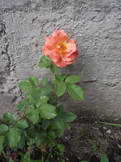 DSCF3026 - Trandafiri