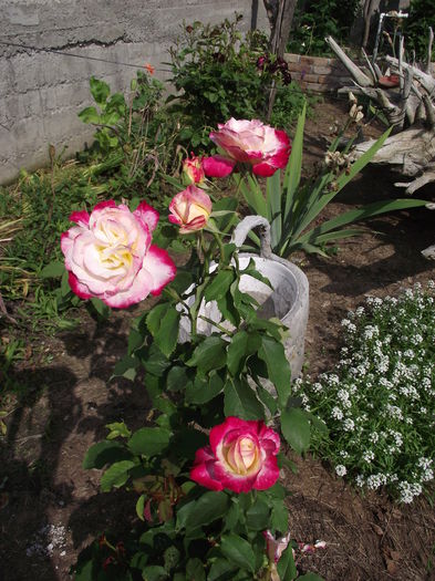 DSCF3027 - Trandafiri