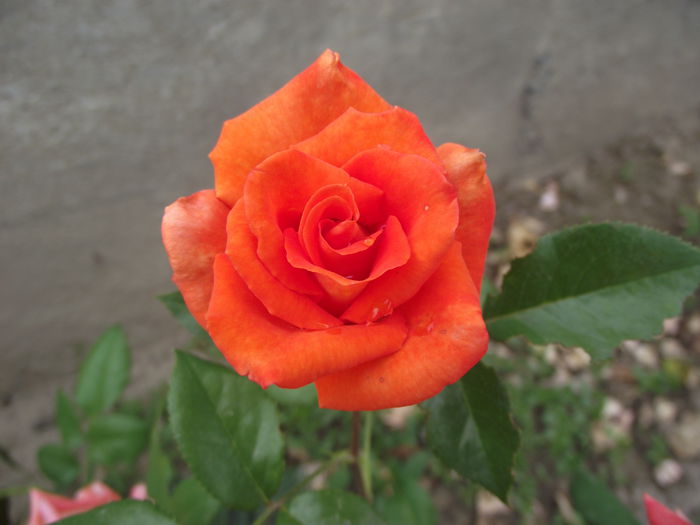 DSCF3053 - Trandafiri