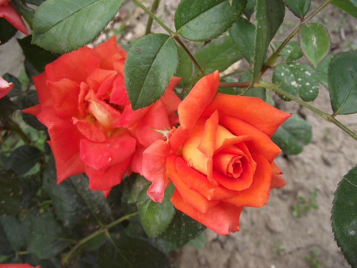 DSCF3054 - Trandafiri