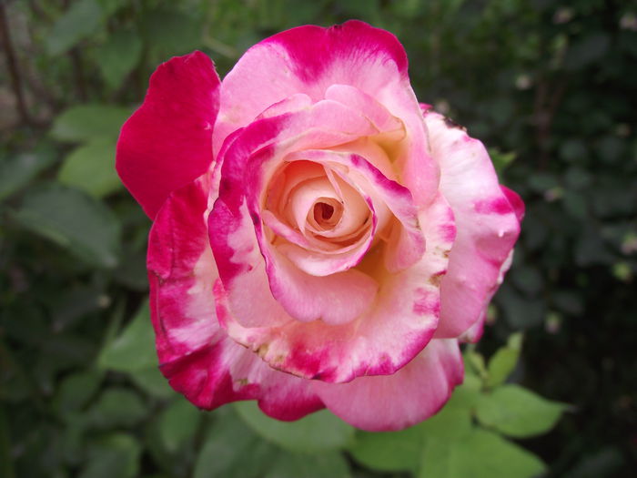 DSCF3061 - Trandafiri