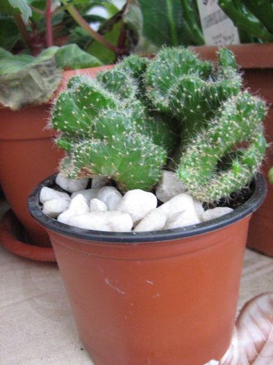 rog cunoscatorii sa-mi spuna denumirea speciei - CACTUSI