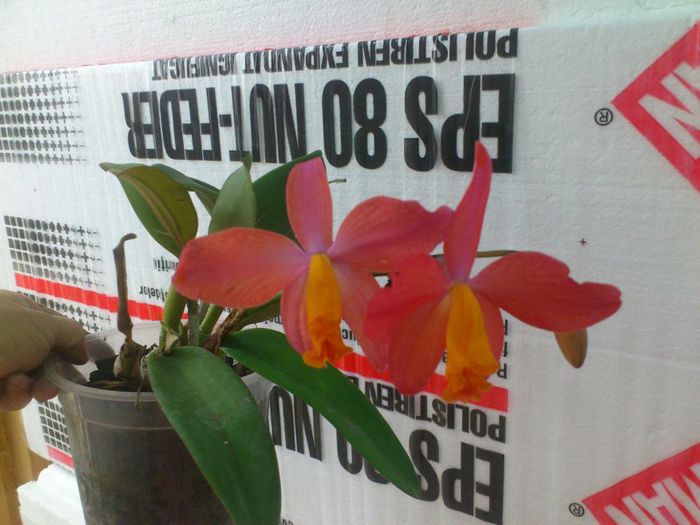 necunoscuta hibrid sophronitis poate - Cattleya