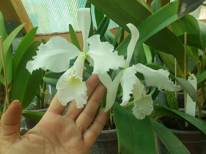 catt intertexta alba - Cattleya