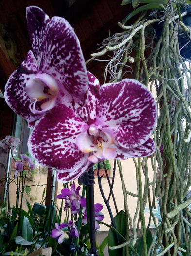 IMG_20140618_091902 - Phalaenopsis1