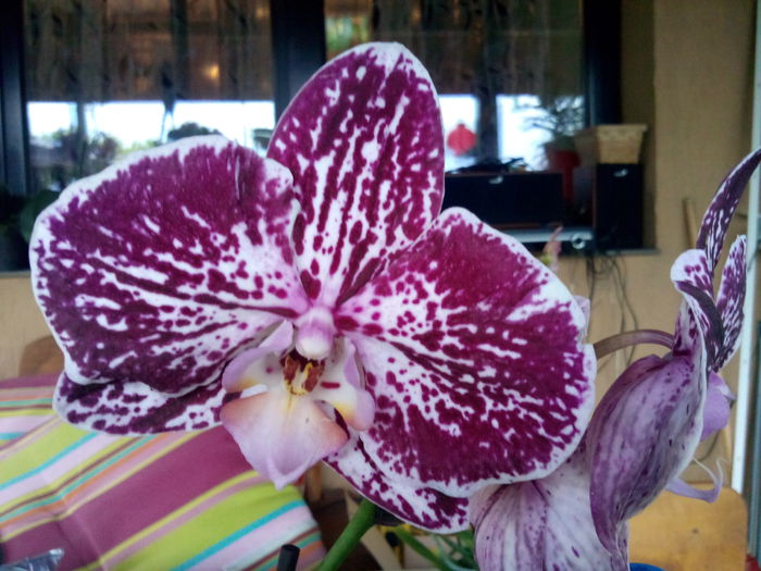 IMG_20140618_092257 - Phalaenopsis1