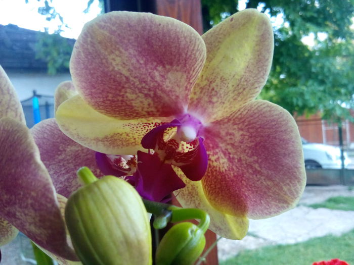 IMG_20140618_091932 - Phalaenopsis1