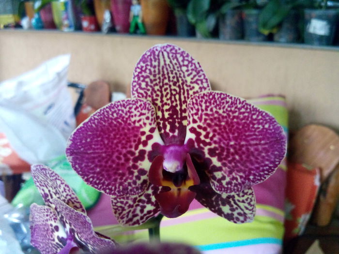 IMG_20140618_092204 - Phalaenopsis1