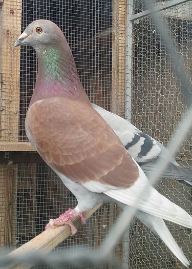 IMG_32839577967490; Orig. Tanasoiu Marian
