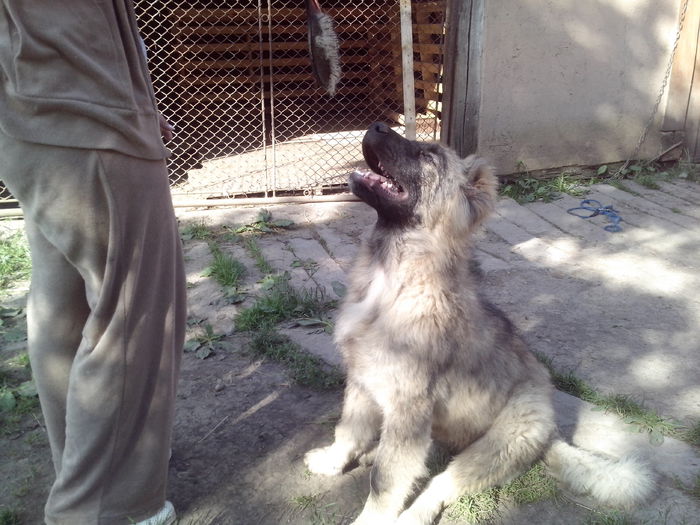 IMG_20140615_090007; Femela 4,5 luni de vanzare
