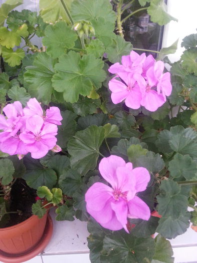 20140607_200946 - Muscate 2014