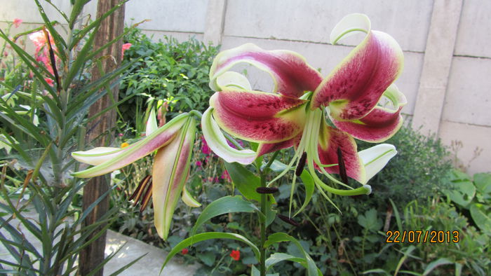 Crin (Lilium O-T Hybr. Sheherazade - Crini